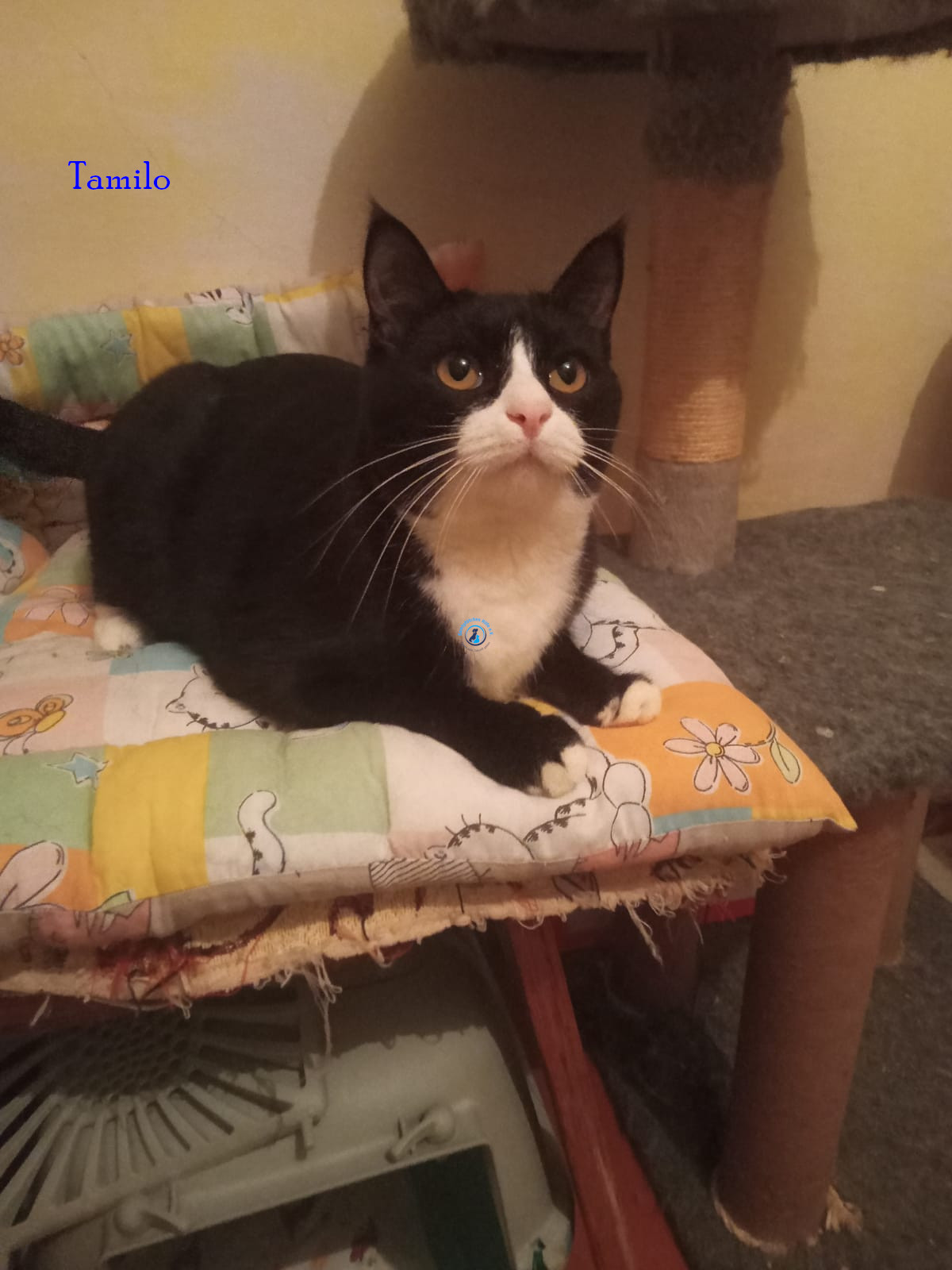 Tamilo Tamilo