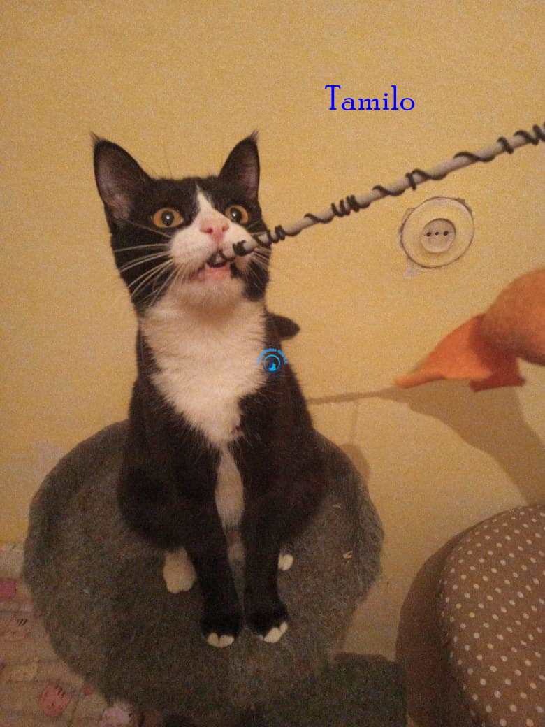 Irina/Katzen/Tamilo/Tamilo10.jpg