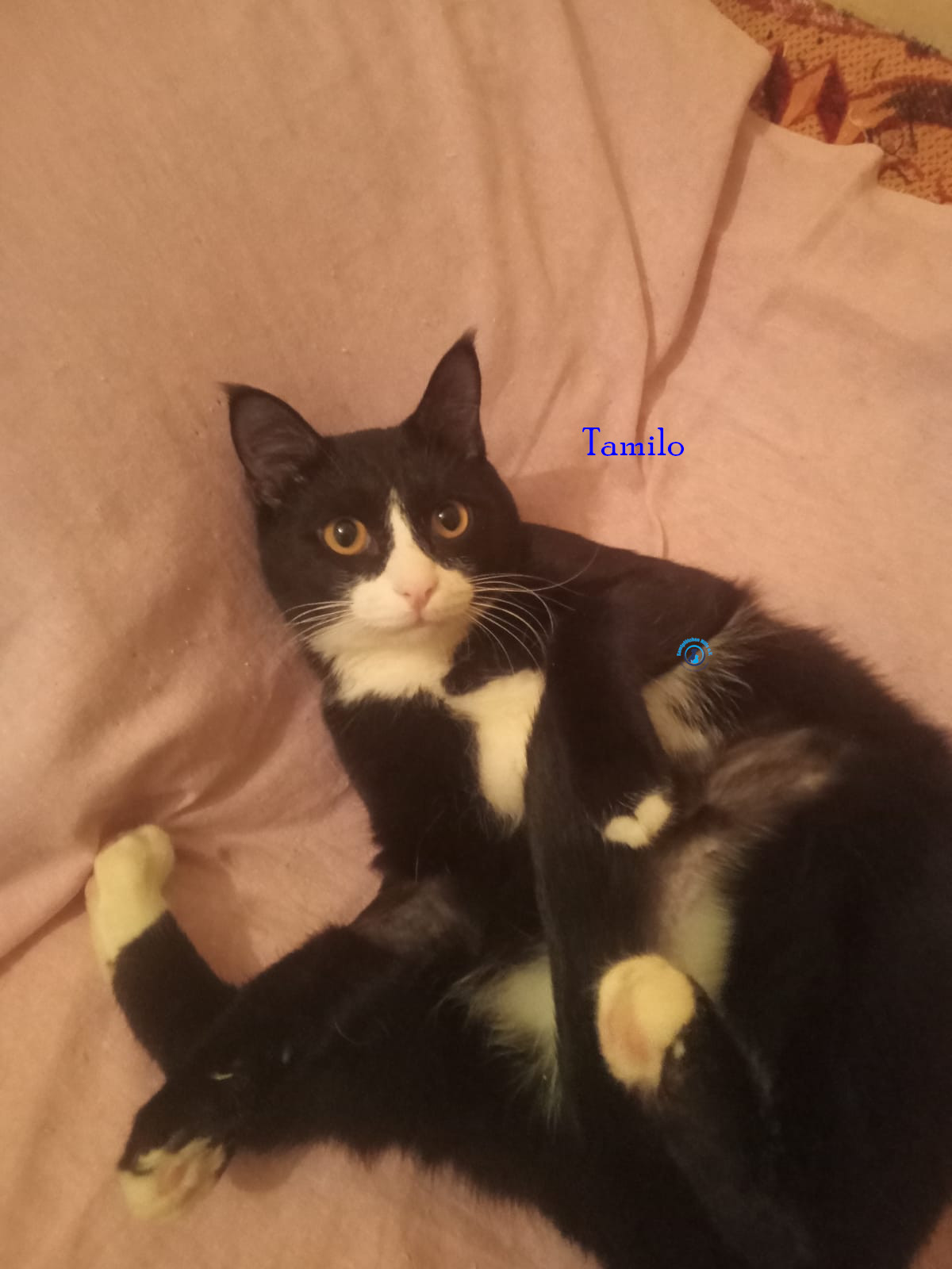 Irina/Katzen/Tamilo/Tamilo12.jpg