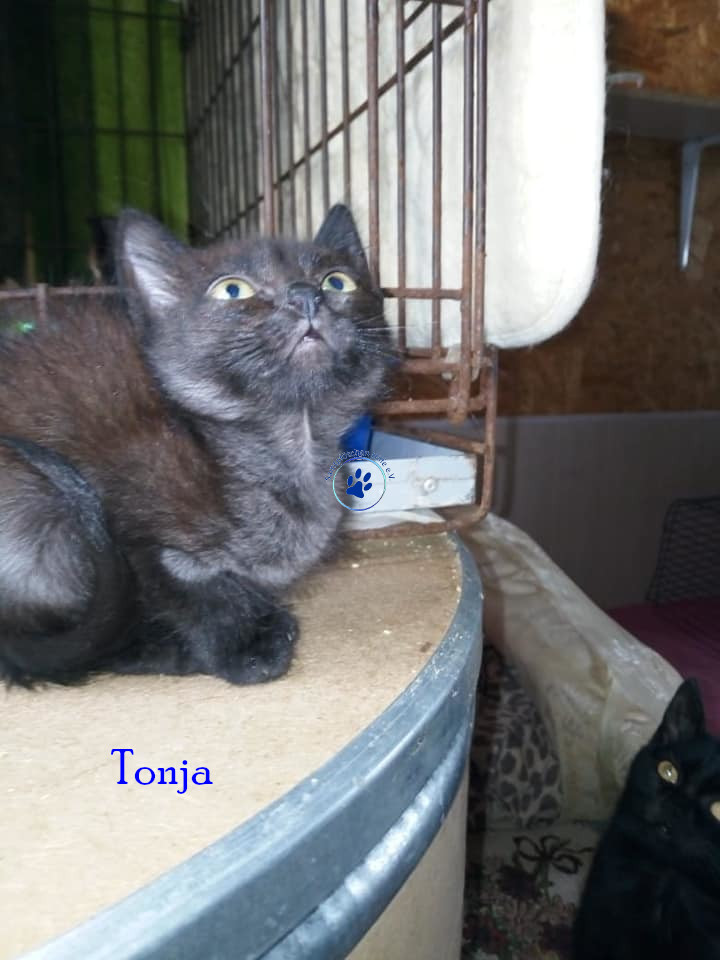 Tonja Tonja