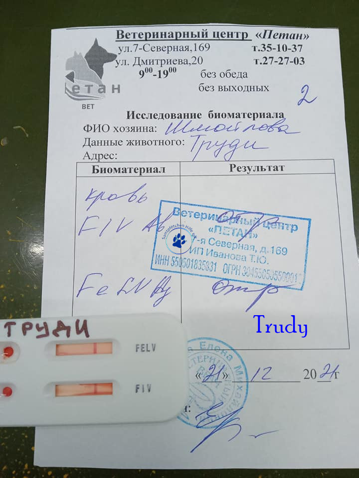 Irina/Katzen/Trudy/Trudy02mN.jpg