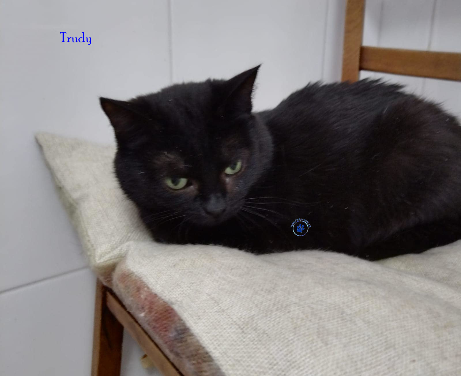 Irina/Katzen/Trudy/Trudy04mN.jpg