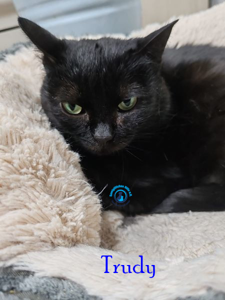 Irina/Katzen/Trudy/Trudy05.jpg