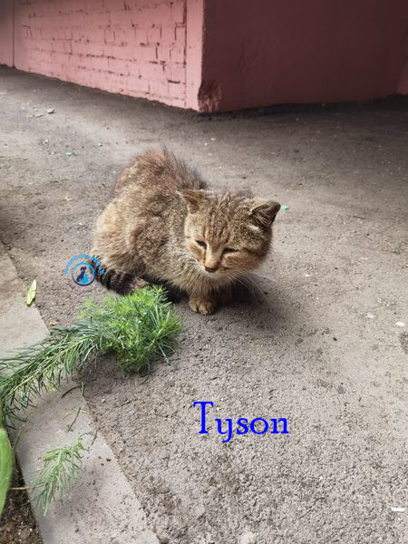 Tyson Tyson
