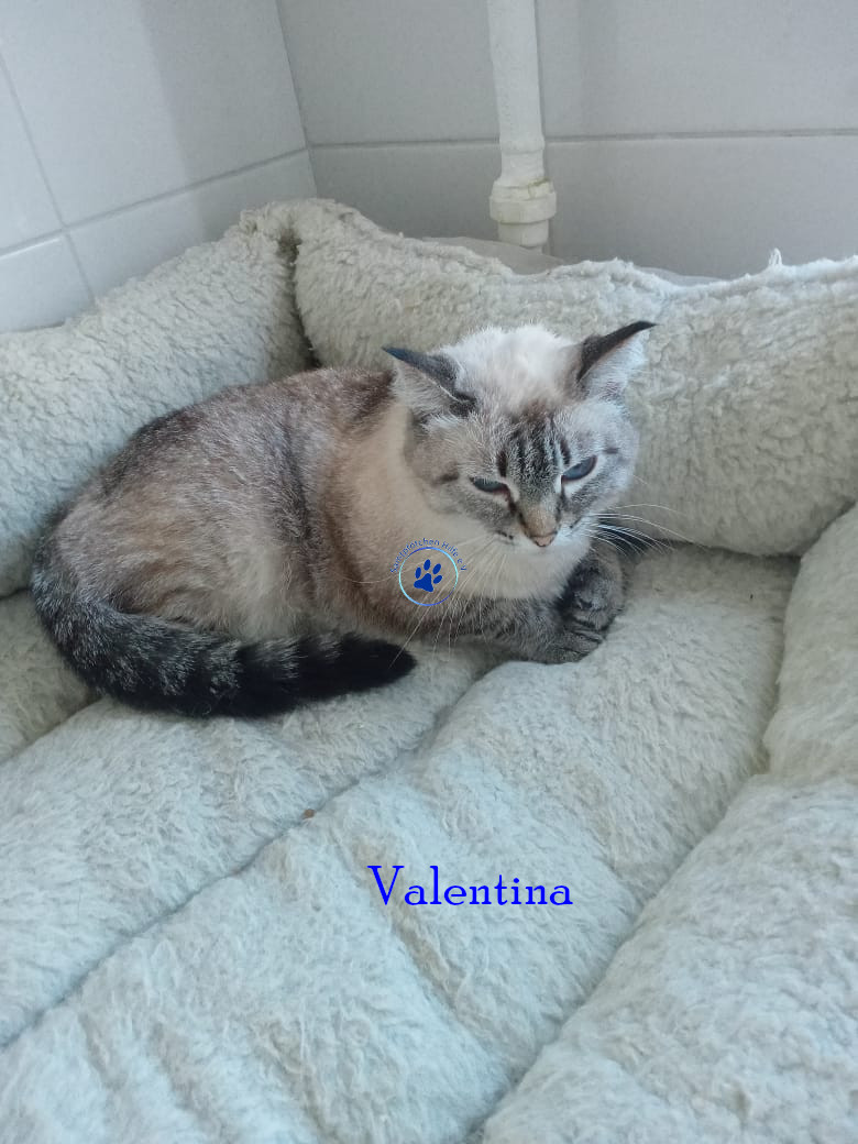 Valentina Valentina
