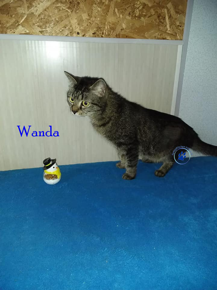 Irina/Katzen/Wanda/Wanda04mN.jpg
