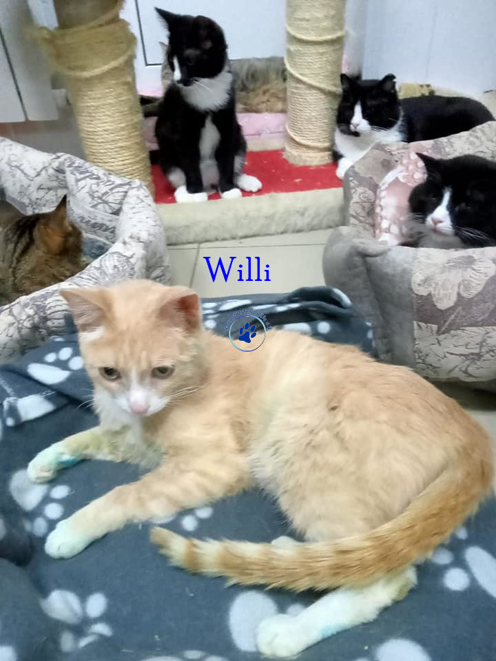 Willi Willi