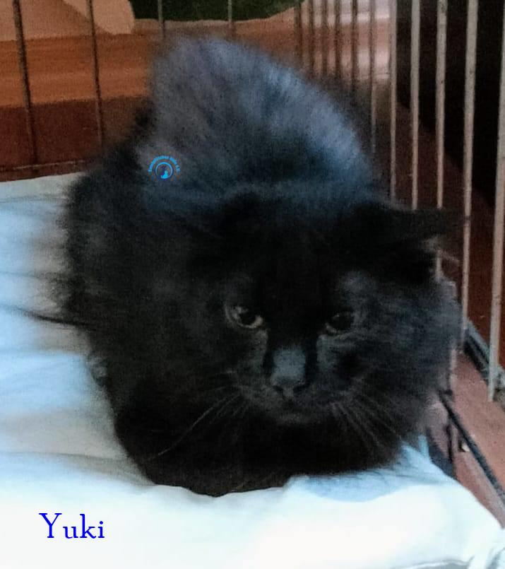 Yuki