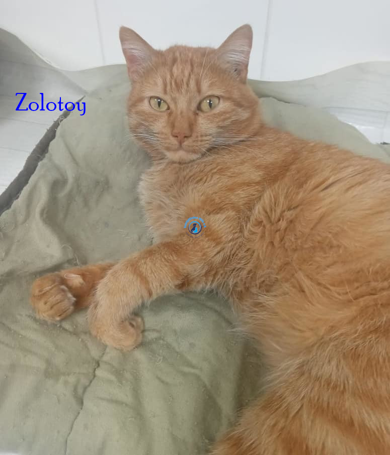 Zolotoy Zolotoy
