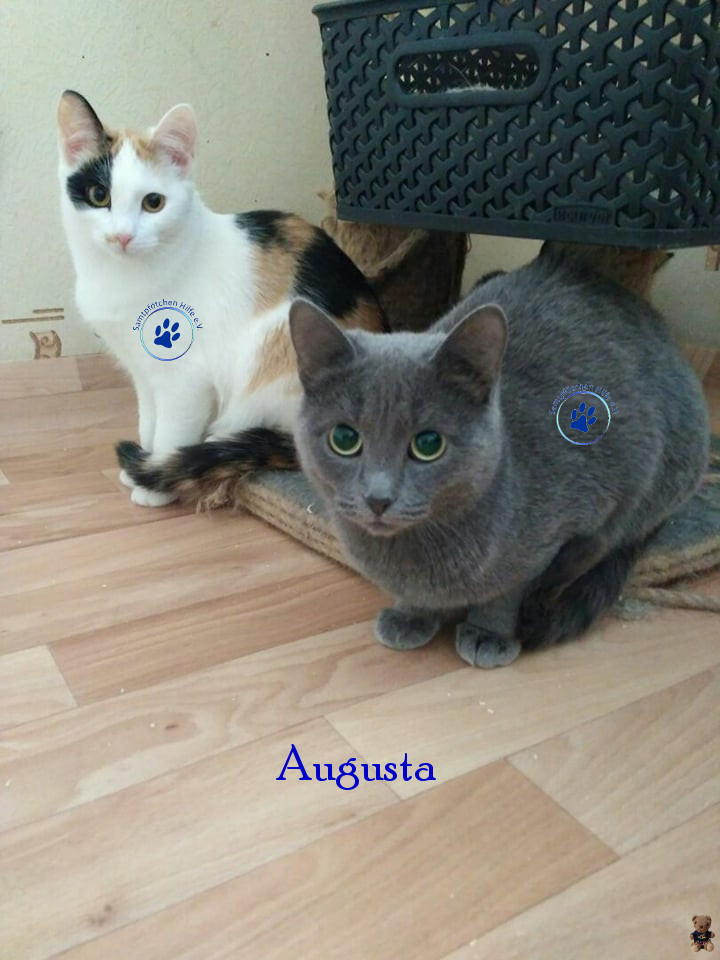 Lyudmila/Katzen/Augusta/Augusta04mN.jpg