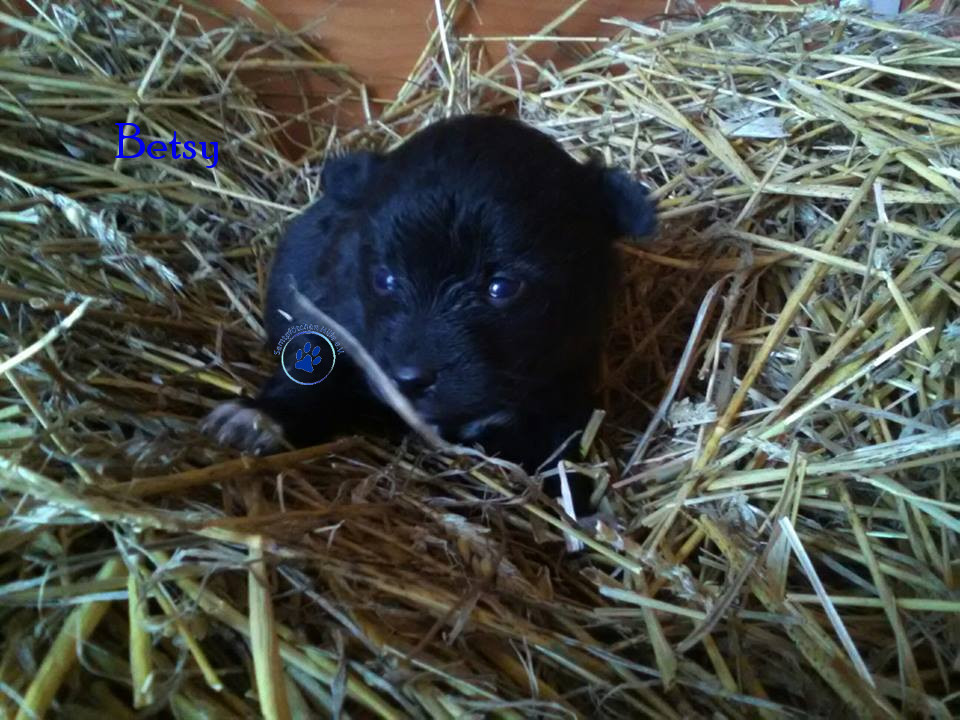Lyudmila/Katzen/Betsy/Betsy01mN.jpg