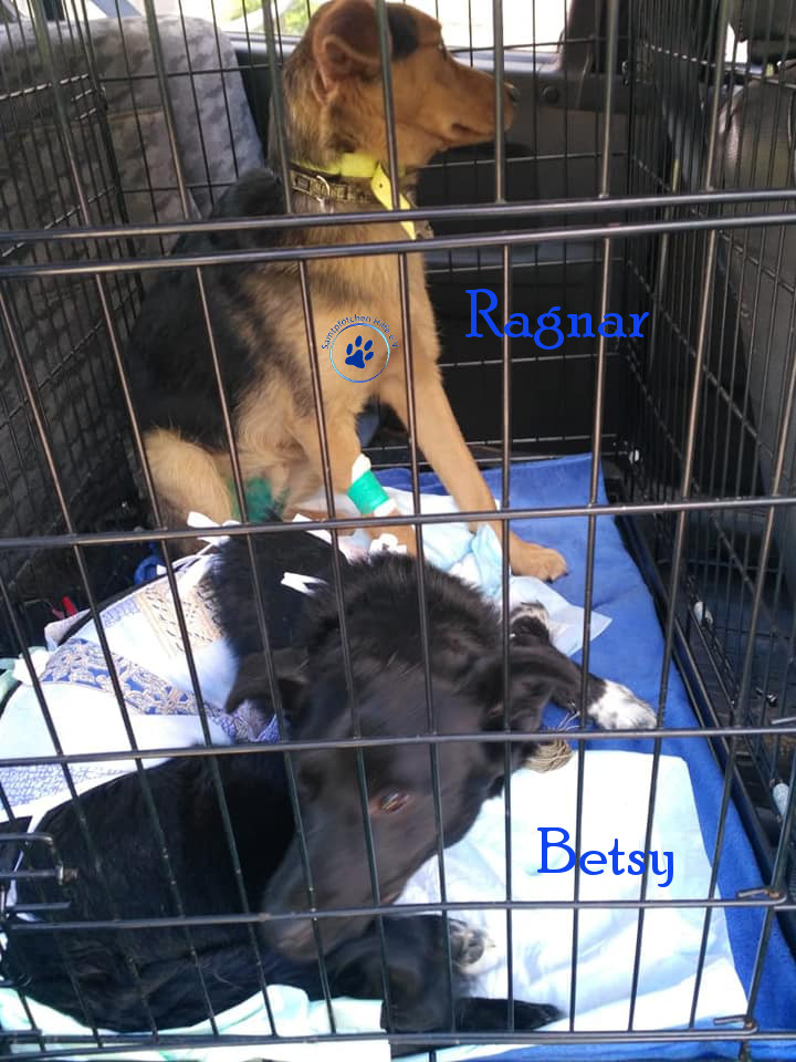 Lyudmila/Katzen/Betsy/Betsy05mN.jpg