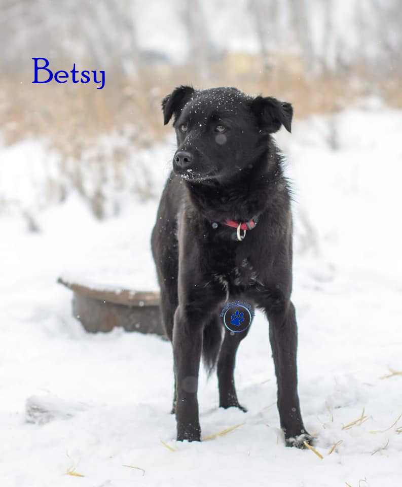 Lyudmila/Katzen/Betsy/Betsy08mN.jpg