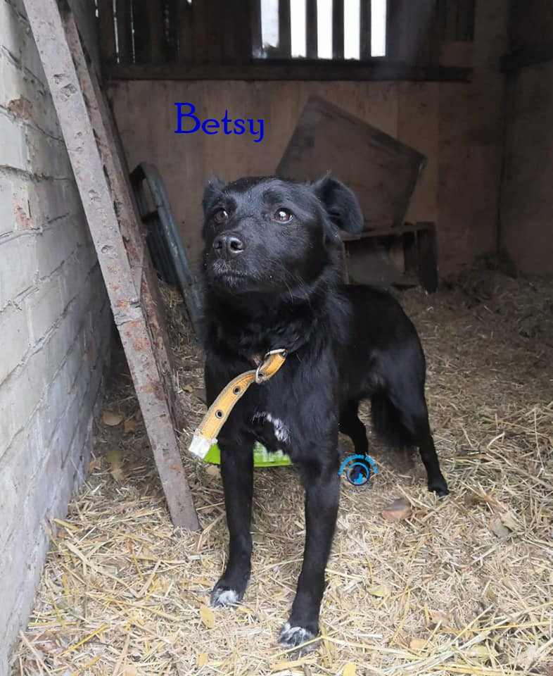 Lyudmila/Katzen/Betsy/Betsy10mN.jpg