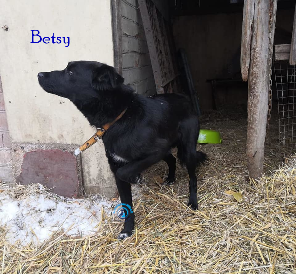 Lyudmila/Katzen/Betsy/Betsy11mN.jpg