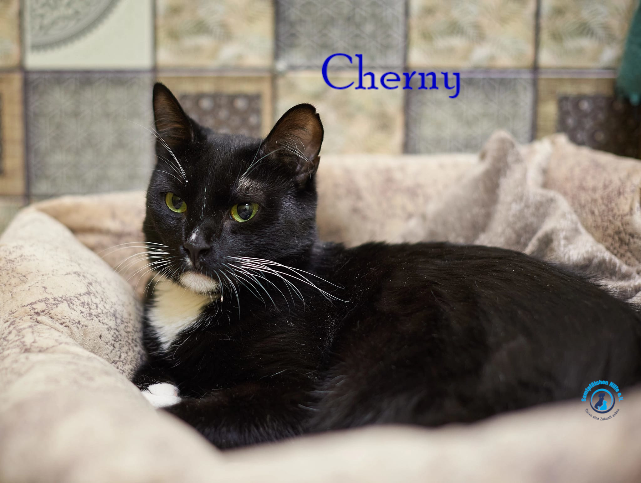 Cherny Cherny
