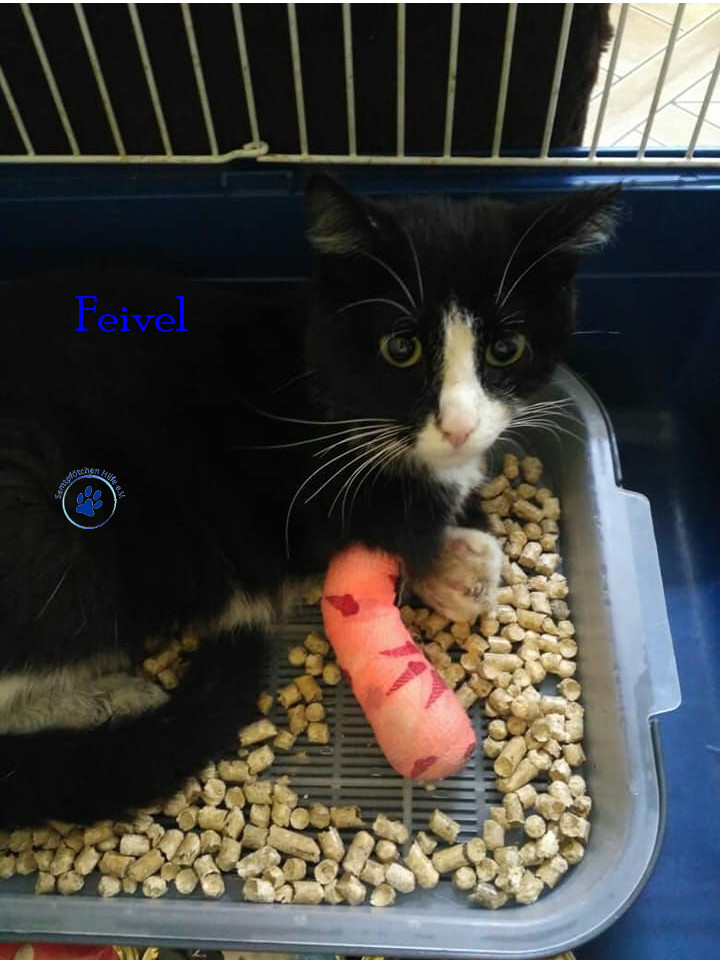 Feivel Feivel