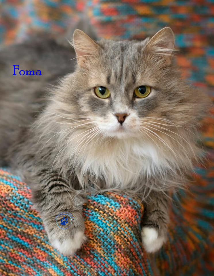 Foma Foma