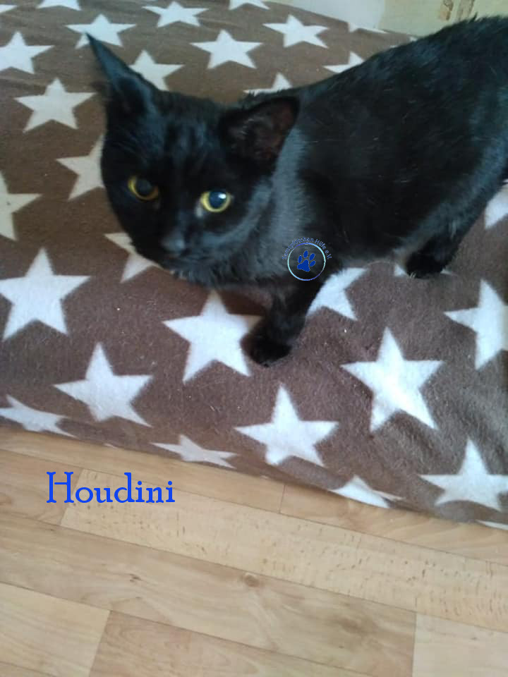 Lyudmila/Katzen/Houdini/Houdini11mN.jpg