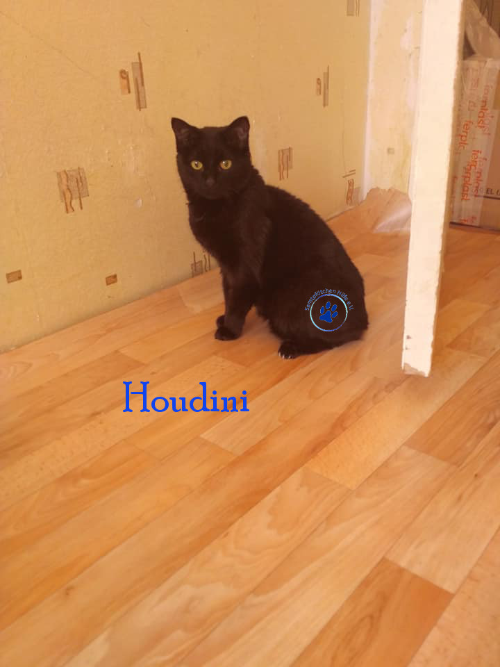 Lyudmila/Katzen/Houdini/Houdini14mN.jpg