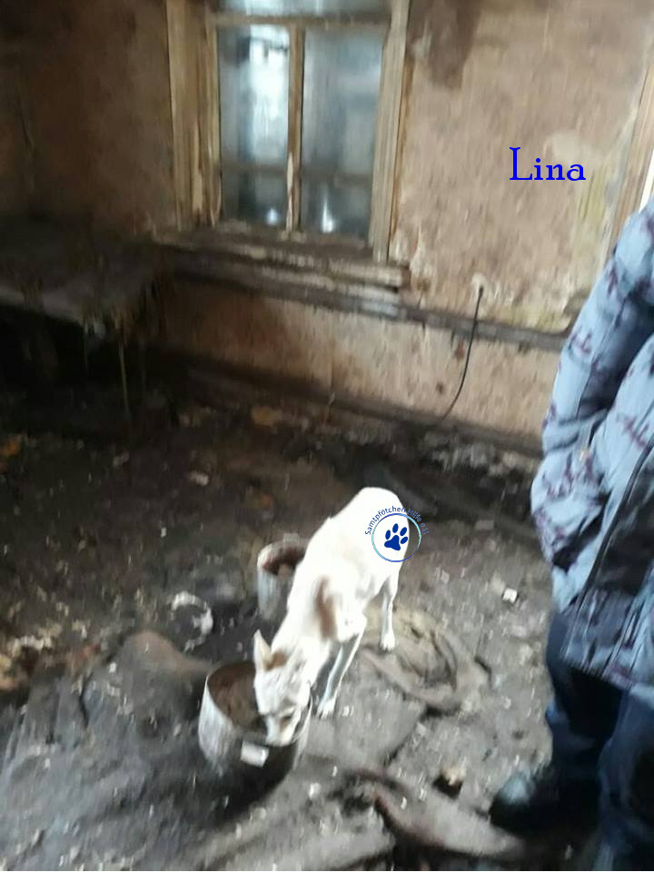 Lyudmila/Katzen/Lina/Lina01mN.jpg