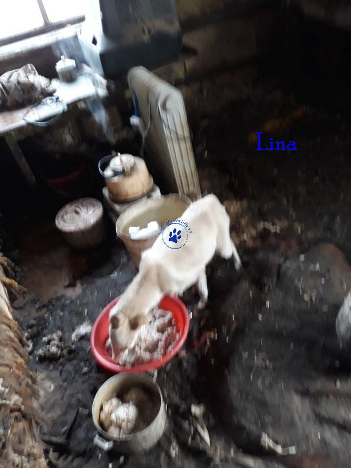 Lyudmila/Katzen/Lina/Lina02mN.jpg
