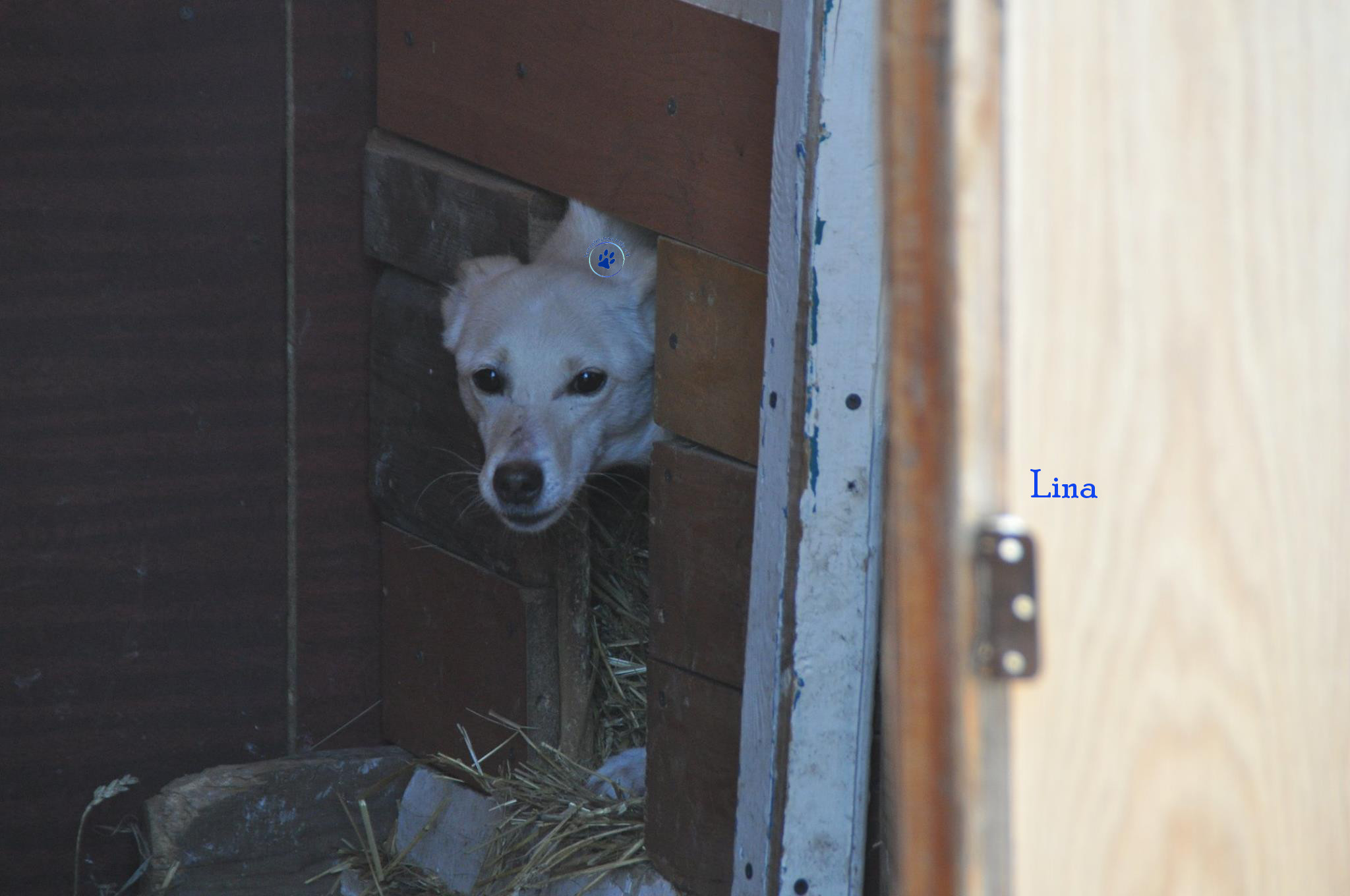 Lyudmila/Katzen/Lina/Lina08mN.jpg
