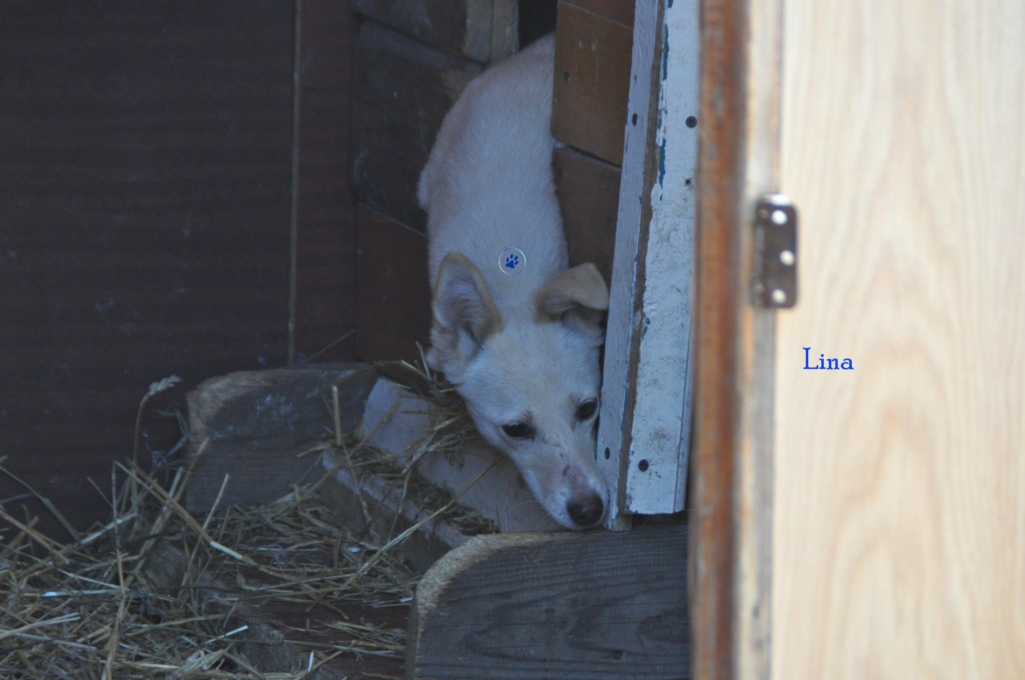 Lyudmila/Katzen/Lina/Lina10mN.jpg
