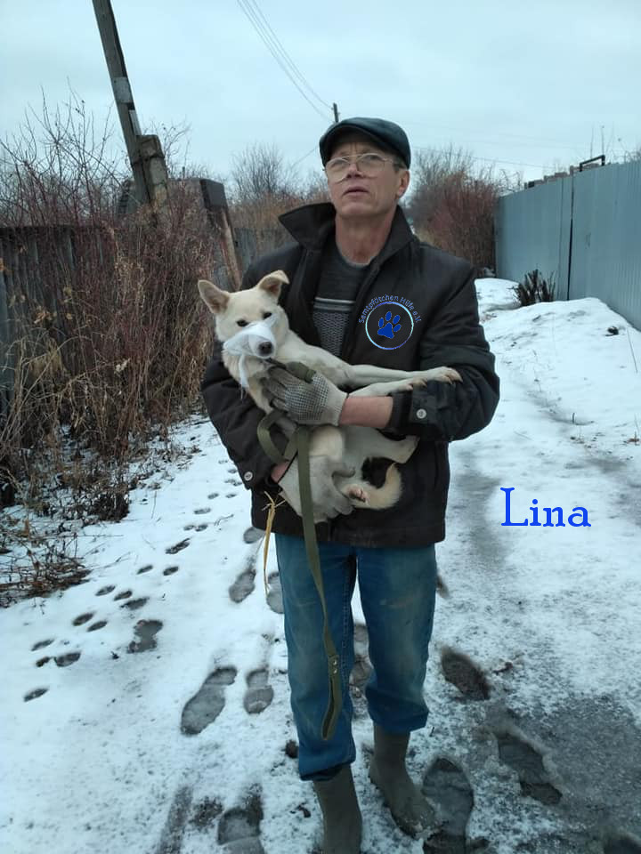 Lyudmila/Katzen/Lina/Lina11mN.jpg
