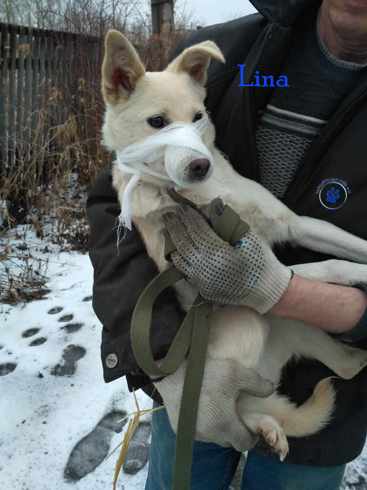 Lyudmila/Katzen/Lina/Lina12mN.jpg