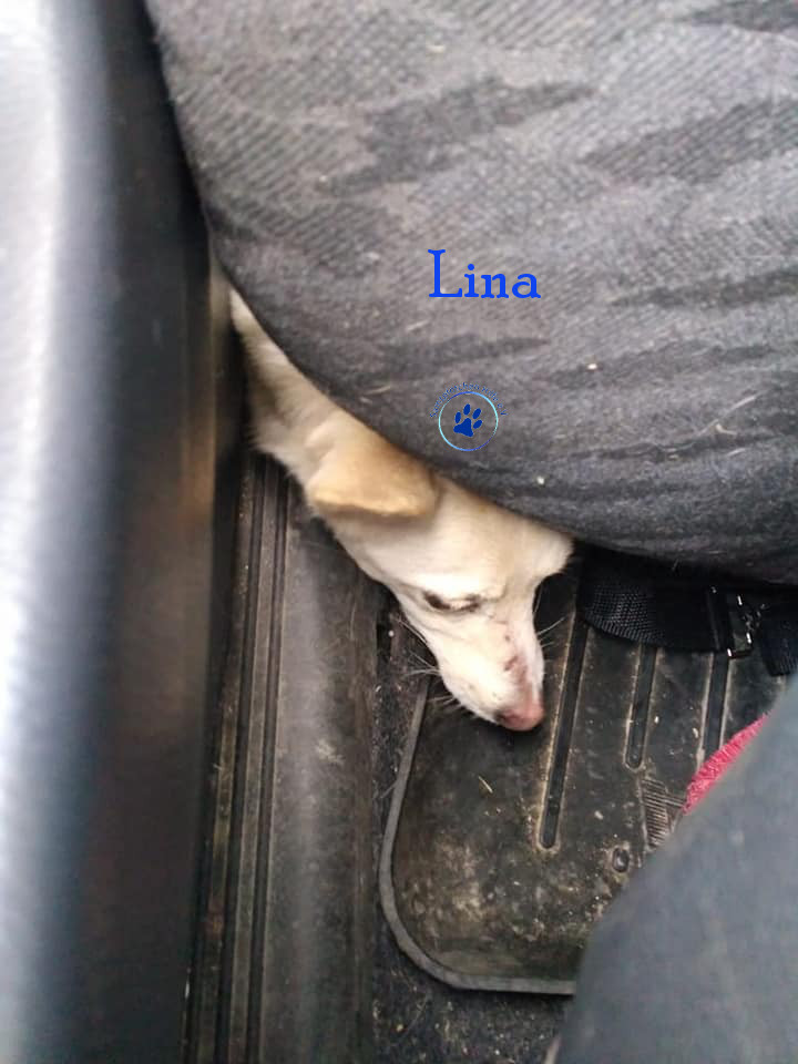 Lyudmila/Katzen/Lina/Lina14mN.jpg
