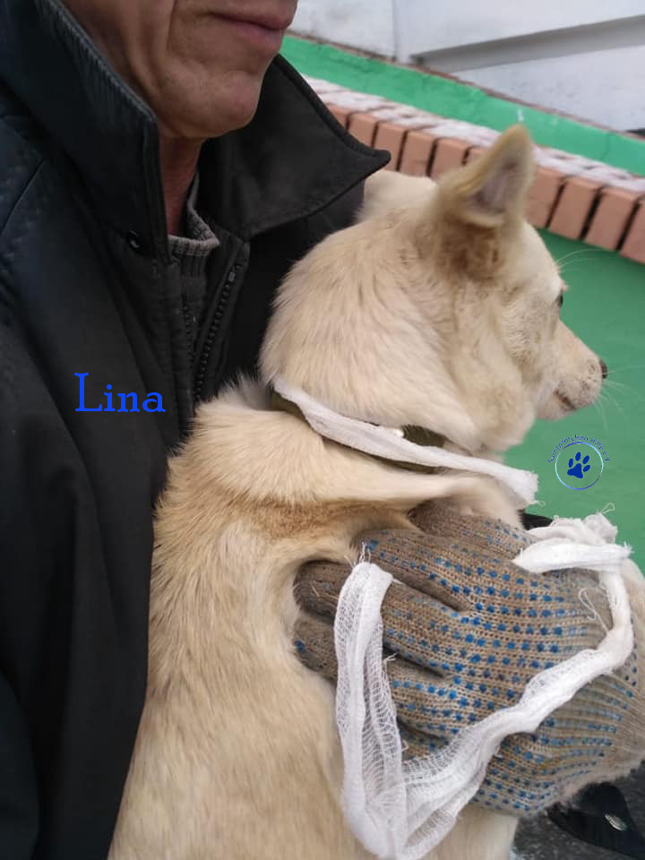 Lyudmila/Katzen/Lina/Lina15mN.jpg