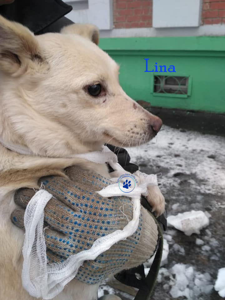 Lina