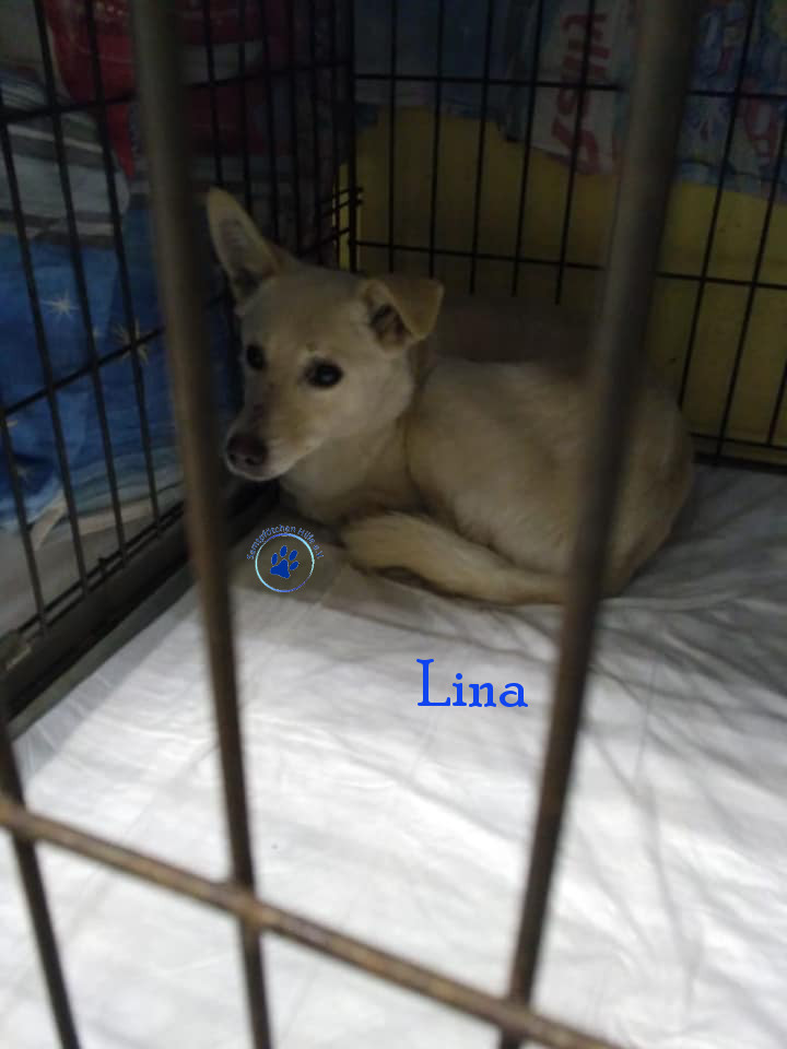 Lyudmila/Katzen/Lina/Lina17mN.jpg