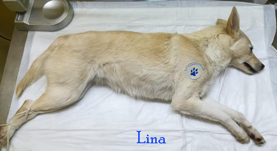Lyudmila/Katzen/Lina/Lina19mN.jpg