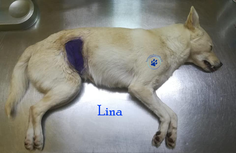 Lyudmila/Katzen/Lina/Lina20mN.jpg