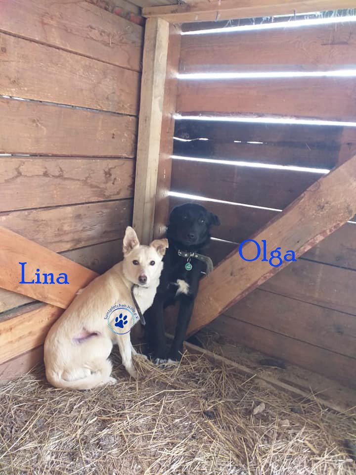 Lyudmila/Katzen/Lina/Lina24mN.jpg
