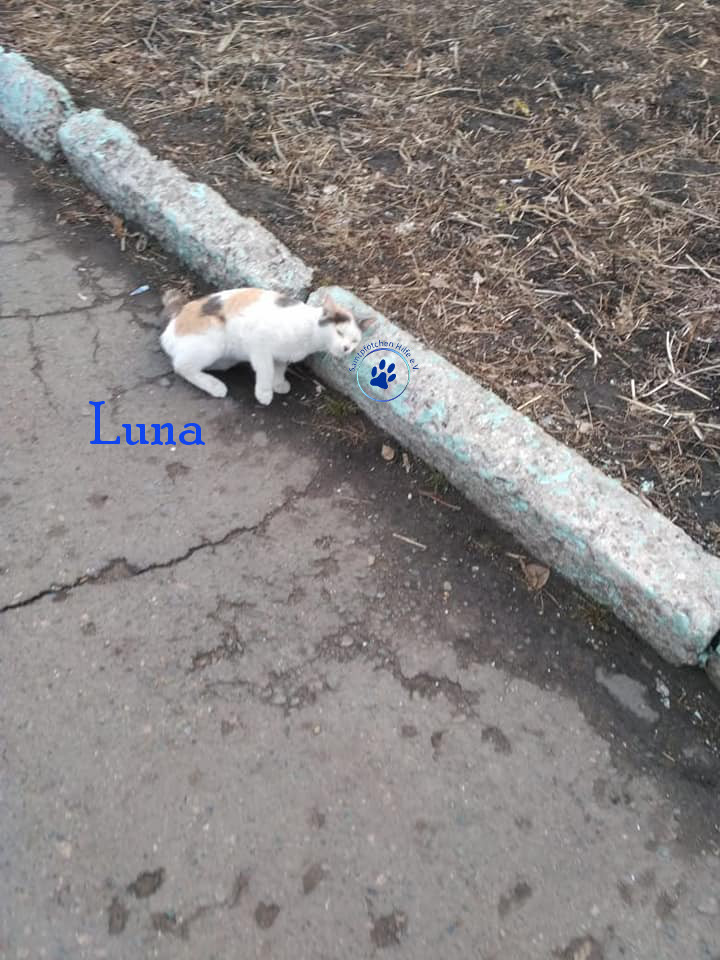 Lyudmila/Katzen/Luna_IV/Luna_IV_05mN.jpg