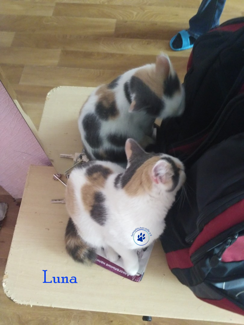 Lyudmila/Katzen/Luna_IV/Luna_IV_17mN.jpg