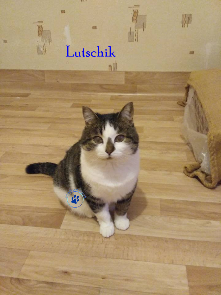 Lyudmila/Katzen/Lutschik/Lutschik06mN.jpg