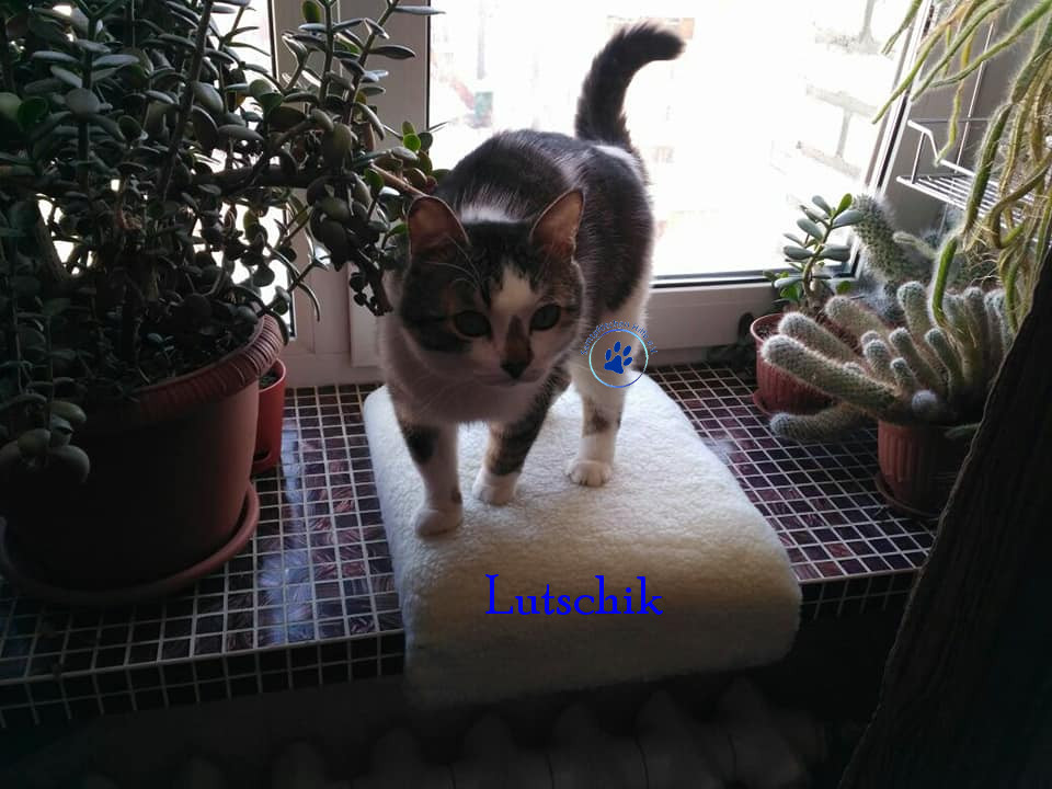 Lyudmila/Katzen/Lutschik/Lutschik11mN.jpg