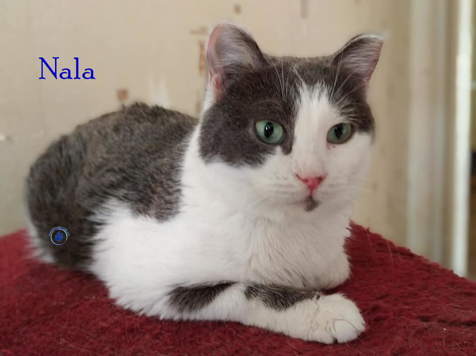 Nala Nala