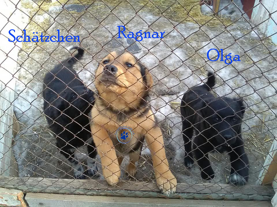 Lyudmila/Katzen/Olga/Olga03mN.jpg