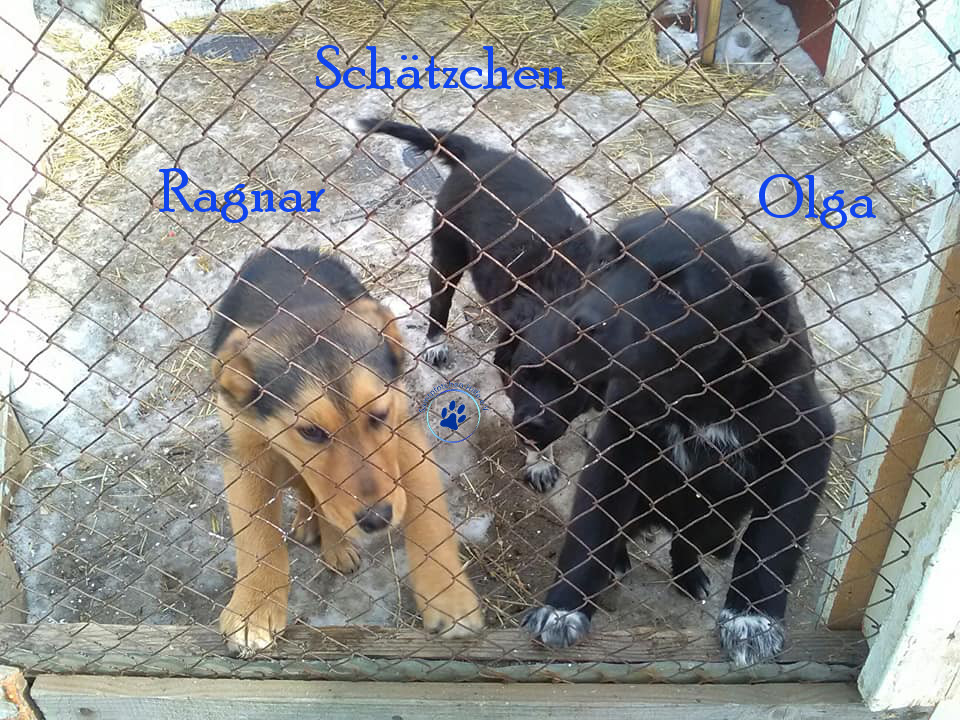 Lyudmila/Katzen/Olga/Olga05mN.jpg