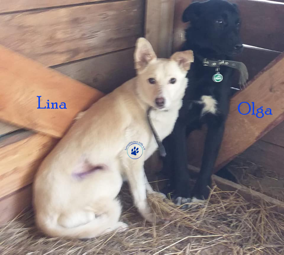 Lyudmila/Katzen/Olga/Olga10mN.jpg