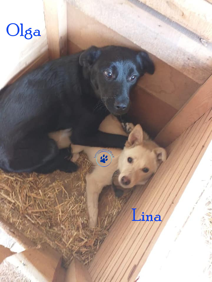 Lyudmila/Katzen/Olga/Olga12mN.jpg