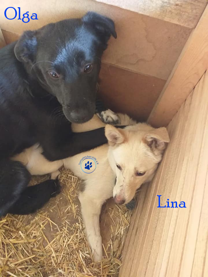 Lyudmila/Katzen/Olga/Olga13mN.jpg