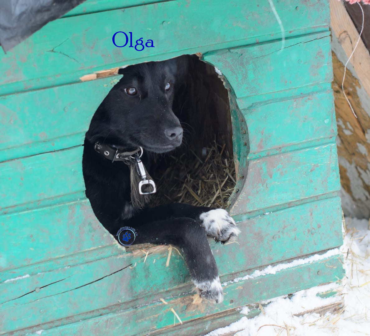 Lyudmila/Katzen/Olga/Olga14mN.jpg
