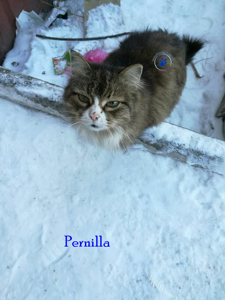 Pernilla Pernilla