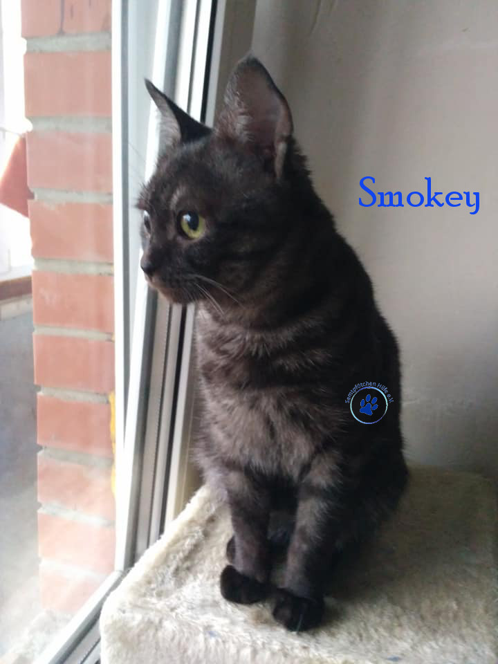Lyudmila/Katzen/Smokey/Smokey_03mN.jpg